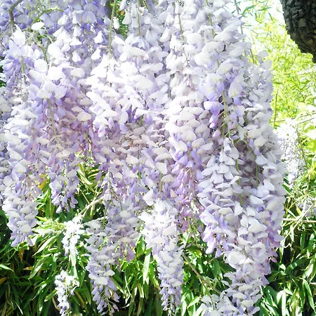 Pensjonat La Meissonniere