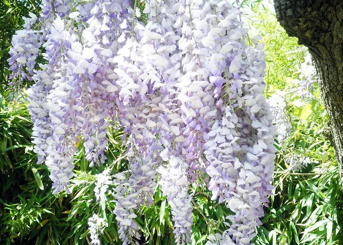 Guest house La Meissonniere